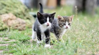 Тест с котки: Изберете една и разберете какво разкрива тя за характера ви