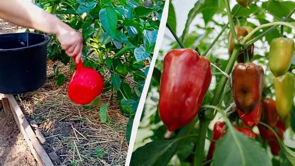 Чушките остават зелени? Как да ускорим узряването им в края на лятото