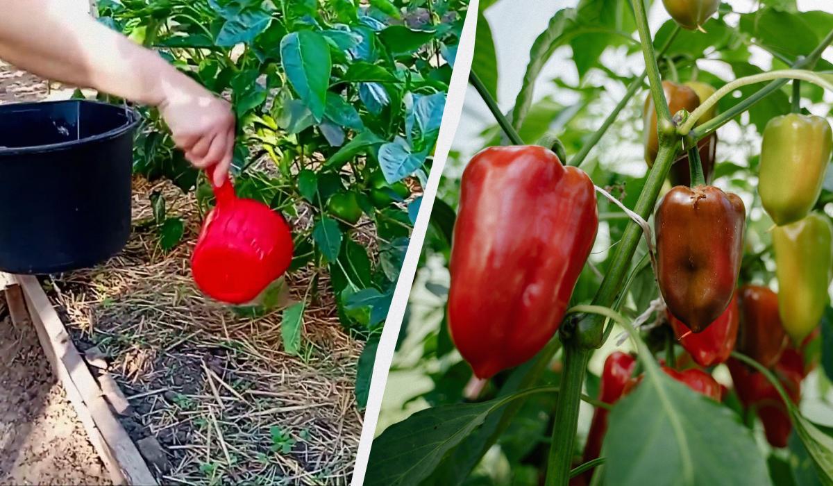 Чушките остават зелени? Как да ускорим узряването им в края на лятото