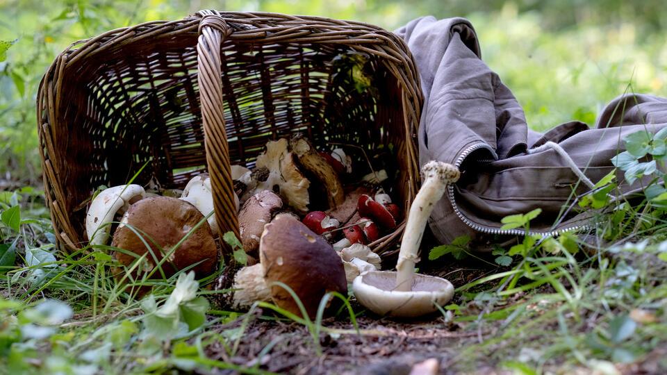 Как безопасно да берем гъби: Ето кои грешки могат да бъдат опасни