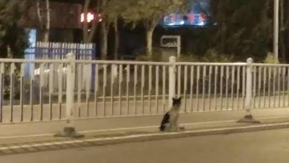 Вярно и предано куче като Хачико от 3 месеца стои на пътя и очаква загиналата си стопанка (СНИМКИ/ВИДЕО)