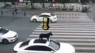 Мъж закара кучето си до ветеринара на покрива на колата, нямало място вътре ВИДЕО