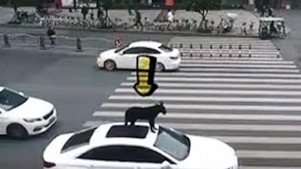 Мъж закара кучето си до ветеринара на покрива на колата, нямало място вътре ВИДЕО