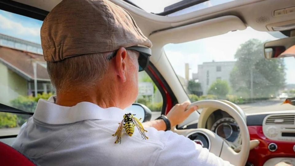 Оса в колата: какво трябва да направи шофьорът, за да избегне инцидент