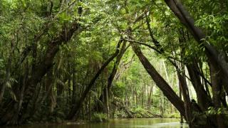 Най-ужасващата и страшна река се намира в Амазония