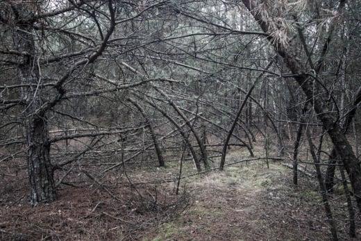 Призраци от войната бродят в Гората на вещиците, най-зловещото място на Земята СНИМКИ