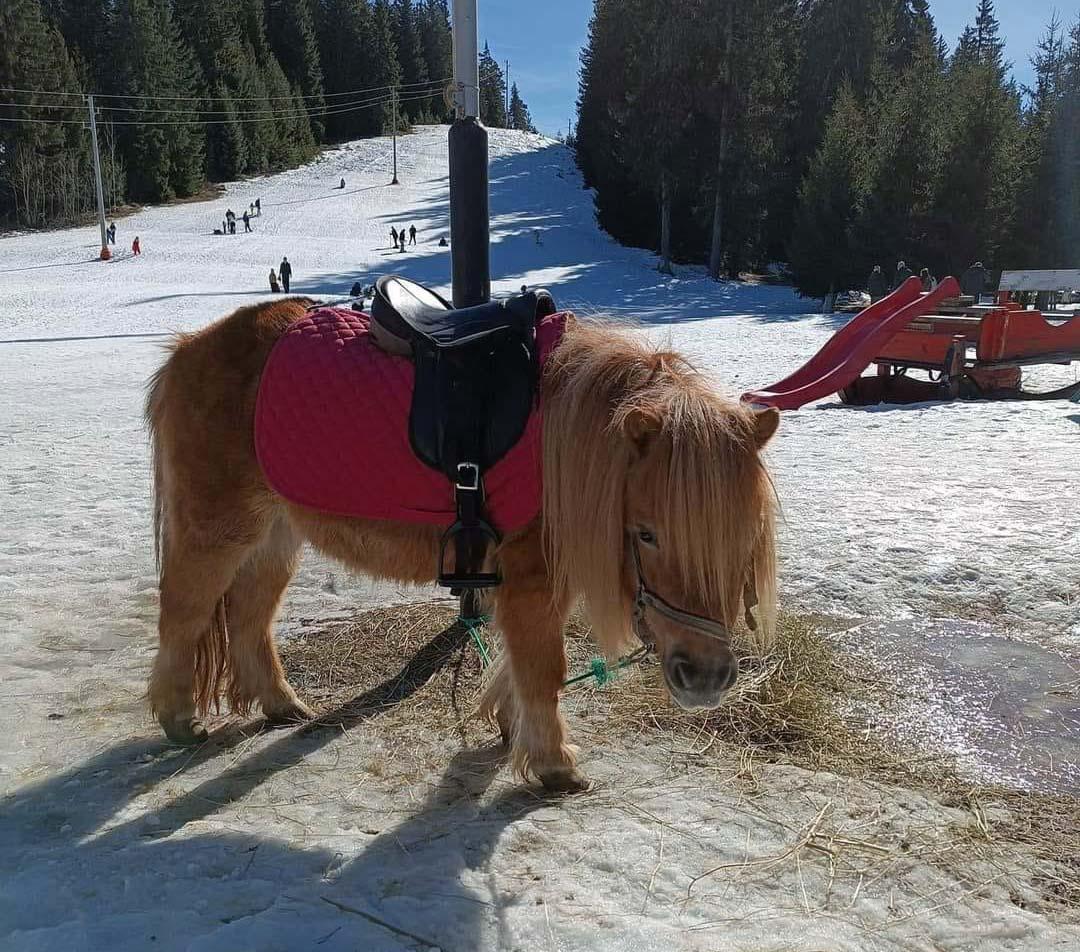 Писта до СПА столицата предлага зимни емоции за малки и големи