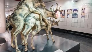 8 интригуващи музея на секса по света, които да посетите 18+