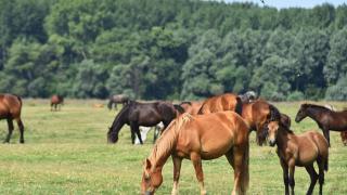 Остров с недокосната природа - Дунавското сафари