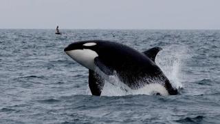 Косатки започнаха да потапят лодки в Европа за отмъщение