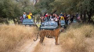 Къде да видите „великолепната седморка“ от най-големите котки