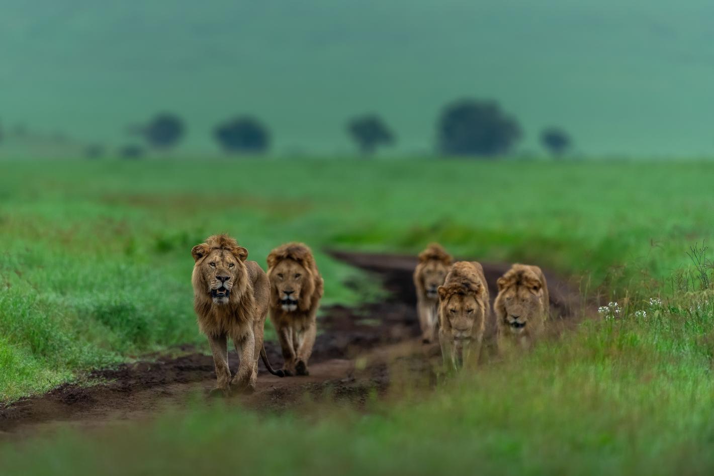 Къде да видите „великолепната седморка“ от най-големите котки