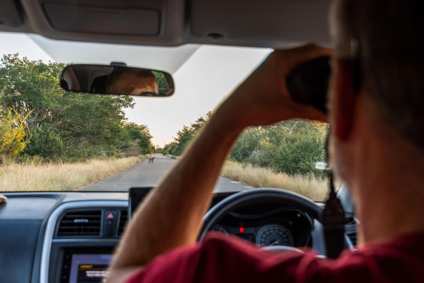 Къде да видите „великолепната седморка“ от най-големите котки