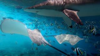 Невиждана битка между акула и скат пред очите на десетки плажуващи Видео