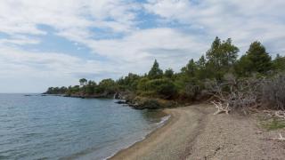 Появиха се обезпокоителни кадри: Опасен звяр на плаж в Гърция Видео