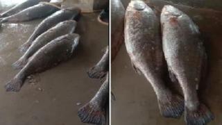 Рядка риба донесе на рибари цяло състояние