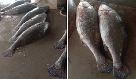 Рядка риба донесе на рибари цяло състояние