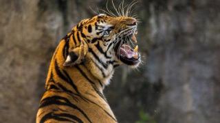 Тигър завлече бъдеща булка в джунглата пред очите на майка й