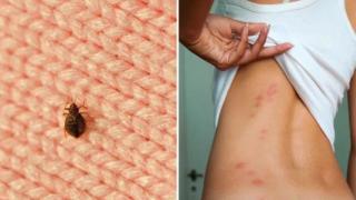Жители на страна в Европа са предупредени за нашествие на безсмъртни дървеници