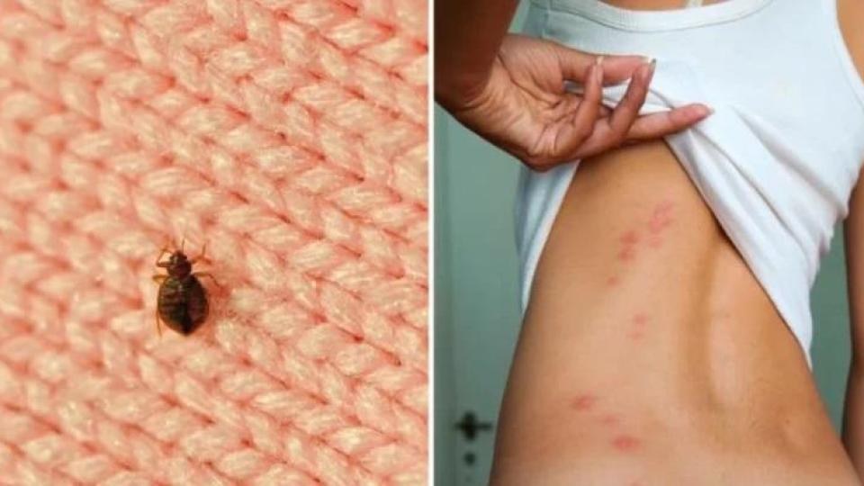 Жители на страна в Европа са предупредени за нашествие на безсмъртни дървеници