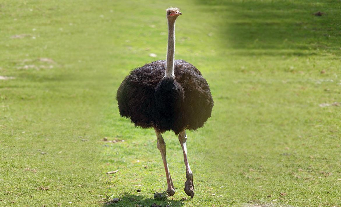 В този град може да видите мъж да язди щрауси по улиците