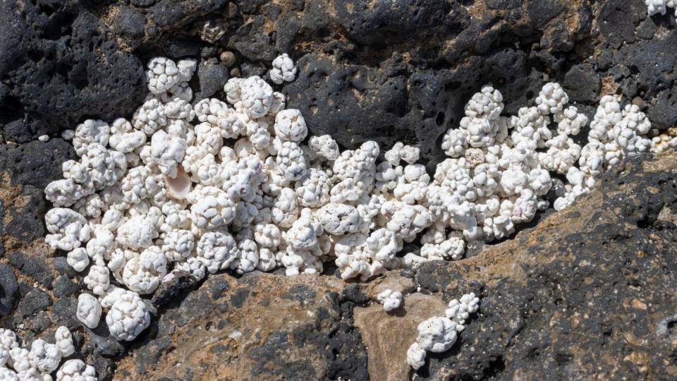 Пясък на пуканки: Канарските острови имат необичаен плаж, който изумява туристите