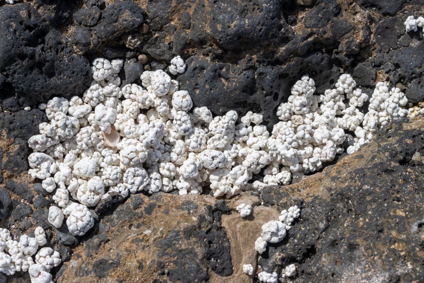 Пясък на пуканки: Канарските острови имат необичаен плаж, който изумява туристите