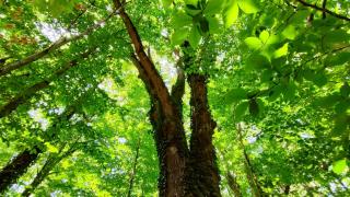 Страхотна новина за красиво място у нас, пазещо истинско природно богатство