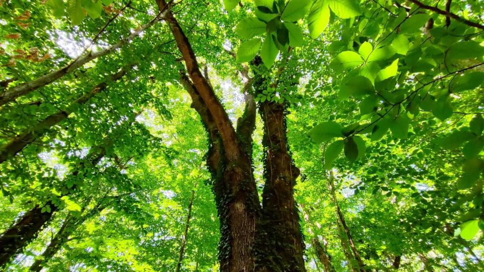 Страхотна новина за красиво място у нас, пазещо истинско природно богатство