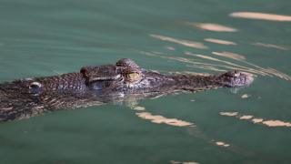 "Има крокодил в басейна на хотела": Туристи събират тен на метри от влечугото Видео