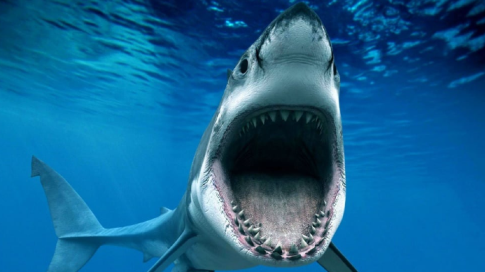 Акула нахапа тийнейджърка при гмуркане на Малдивите