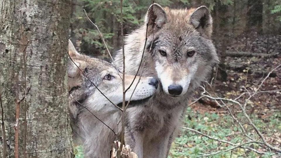 Невероятната история на мъж, живял с вълци 2 години