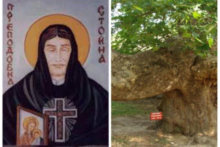Вековният чинар в Златолист, който цери болести и сбъдва желания