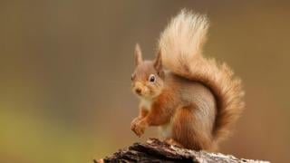 Инструкции: С какво да храним катериците и как да го правим безопасно