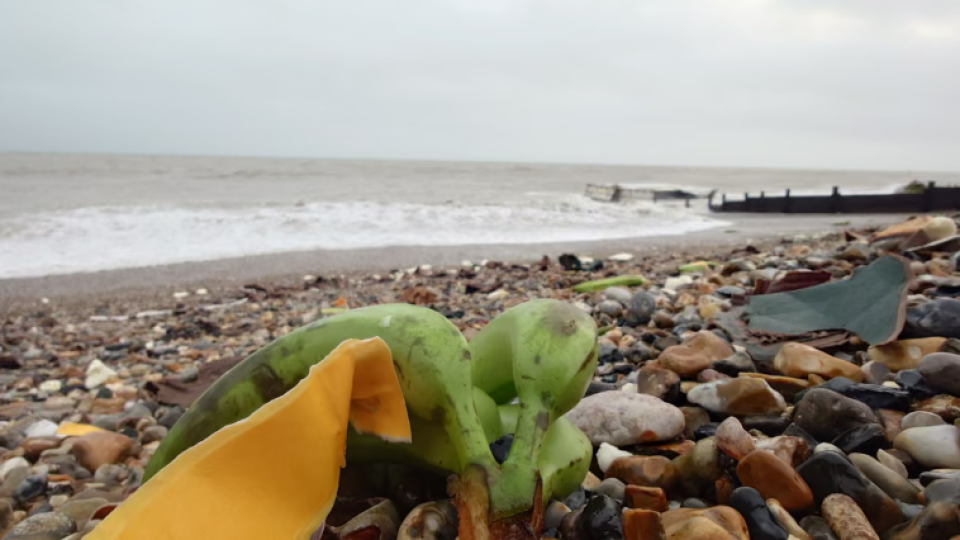 Британски плаж бе осеян с банани и авокадо
