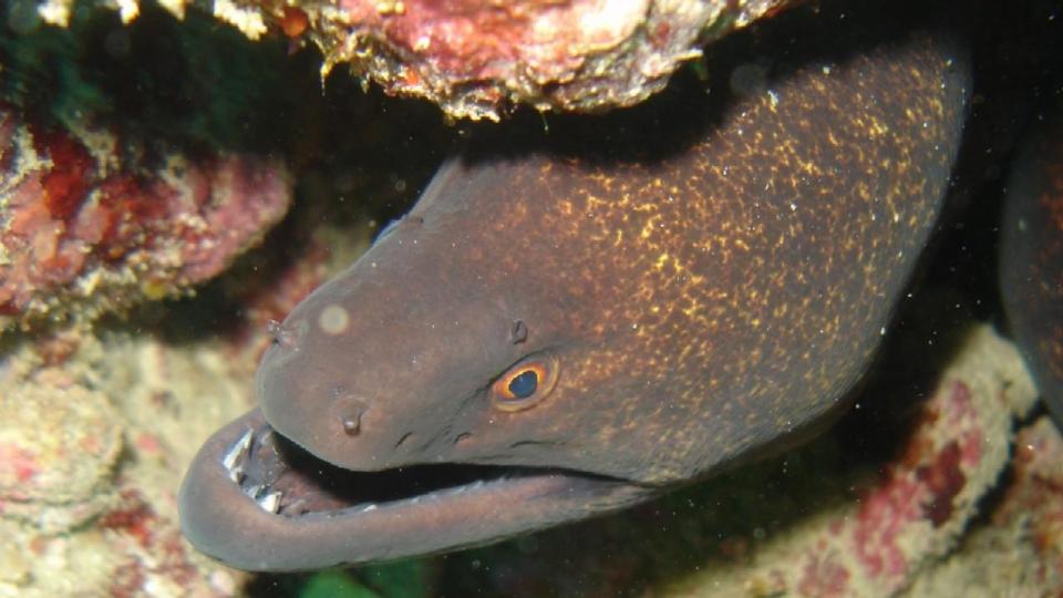Хищна мурена нападна турист на плаж в Египет