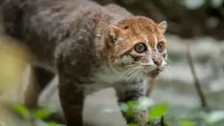 Вид котка, изчезнал преди 30 години, бе забелязан в Тайланд