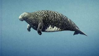 Тъжната истина за изчезването на морските крави