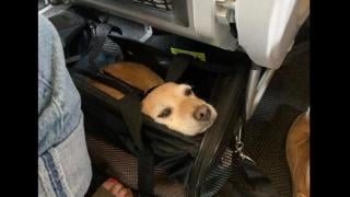 Кои авиокомпании допускат домашни любимци в кабината и какви са правилата за полет?