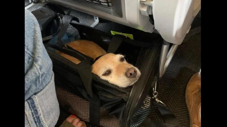 Кои авиокомпании допускат домашни любимци в кабината и какви са правилата за полет?