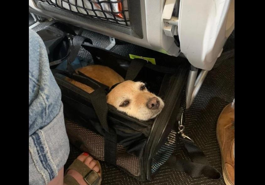 Кои авиокомпании допускат домашни любимци в кабината и какви са правилата за полет?