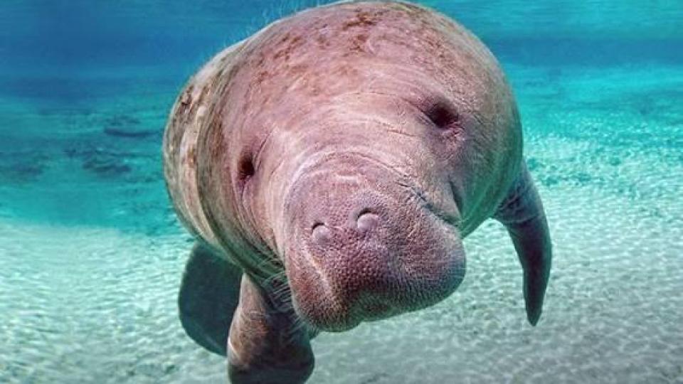 Кои са дюгоните и защо масово се изхвърлят на бреговете в Тайланд