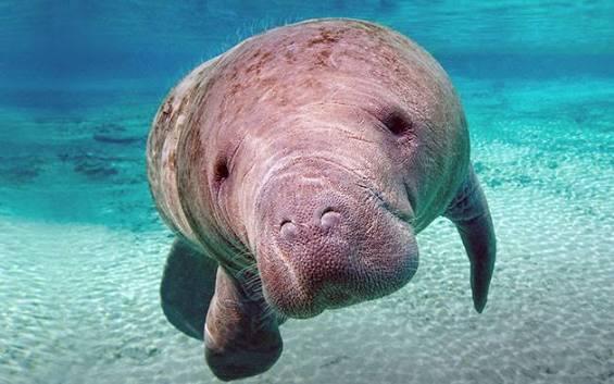 Кои са дюгоните и защо масово се изхвърлят на бреговете в Тайланд