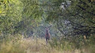 Фауната край Чернобил удиви учените десетилетия след аварията