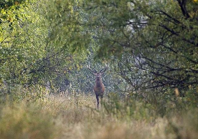Фауната край Чернобил удиви учените десетилетия след аварията