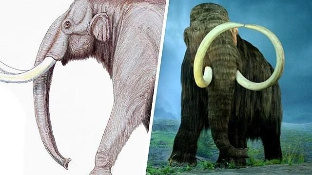 Останки на мамут, пазени в музей 70 години, се оказаха кости на съвсем друго животно