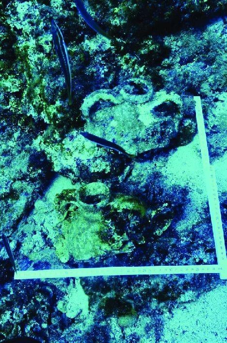 Археолози откриха край Италия кораб на над 2400 години с повече от 300 амфори