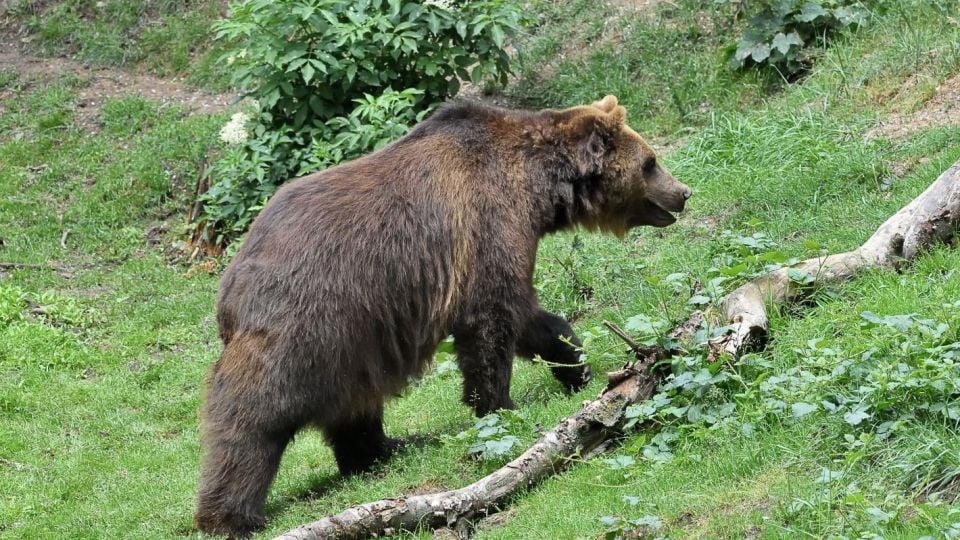 Опасна среща край Уна: Мечка тръгна към рибар