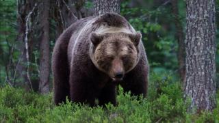 Мечка нахлу през отворен прозорец и уби жена в дома ѝ