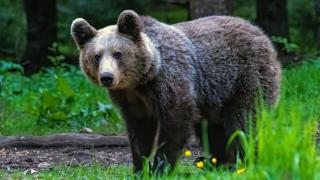 Все повече сигнали за мечки у нас: Как да реагираме при неочаквана среща